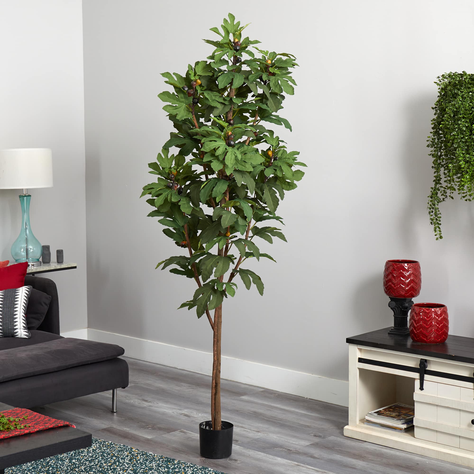 6.5ft. Potted Fig Tree